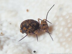 Ptenothrix