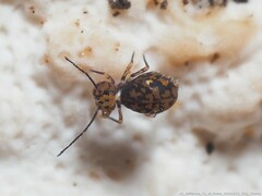 Ptenothrix