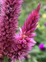 Celosia spicata