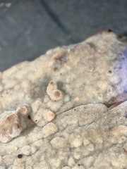 Peniophorella pubera