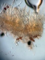 Peniophorella pubera