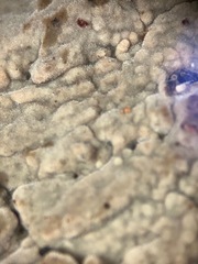 Peniophorella pubera