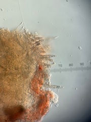 Peniophorella pubera