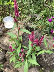 Celosia spicata