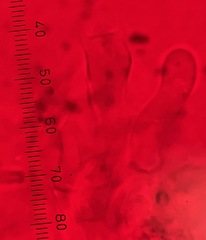 Peniophorella pubera