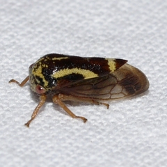Ophiderma flava