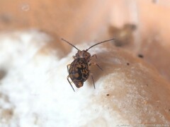 Ptenothrix
