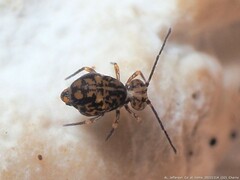 Ptenothrix