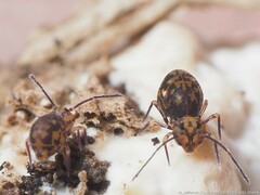 Ptenothrix