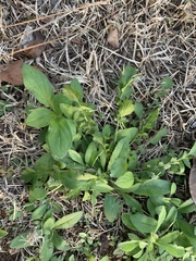 Stachys floridana