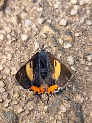 Pseudalmenus chlorinda