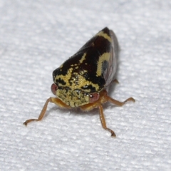 Ophiderma flava