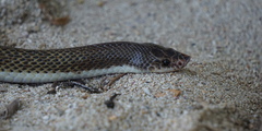 Phimophis guianensis