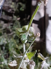 Araneus uniformis