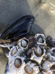 Semibalanus cariosus