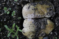 Rhizopogon