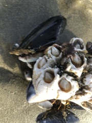 Semibalanus cariosus