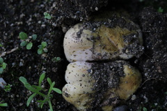 Rhizopogon