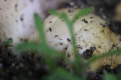 Rhizopogon