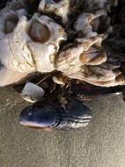 Semibalanus cariosus