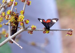 Psychomorpha epimenis