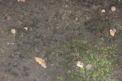 Rhizopogon