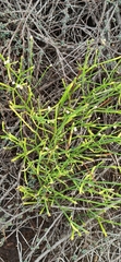 Alternanthera filifolia