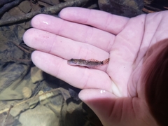 Cottus caeruleomentum