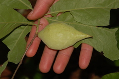 Amphibolips acuminata