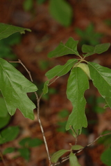 Amphibolips acuminata