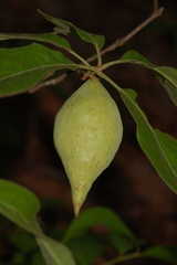 Amphibolips acuminata