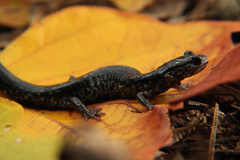 Plethodon chlorobryonis