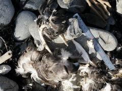 Branta canadensis maxima