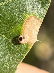 Dryocosmus minusculus