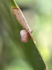 Dryocosmus minusculus