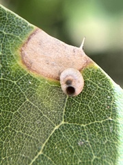 Dryocosmus minusculus