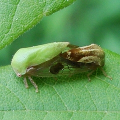 Ophiderma flava