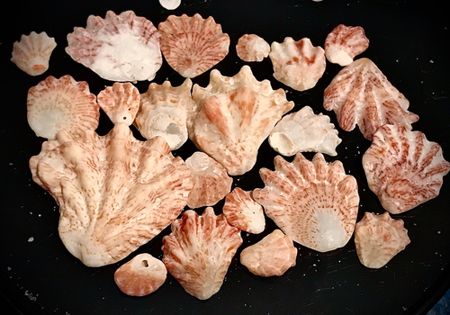 Atlantic Kitten's Paw