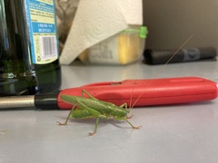 Austrosalomona destructor