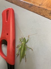 Austrosalomona destructor