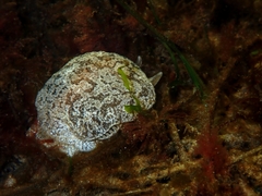 Pleurobranchaea maculata