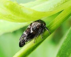 Ophiderma