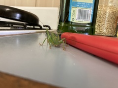 Austrosalomona destructor