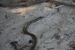 Phimophis guianensis
