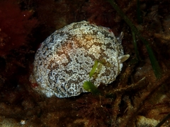Pleurobranchaea maculata