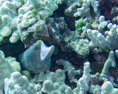 Gymnothorax meleagris