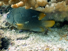 Stegastes flavilatus