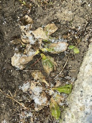 Plantago major