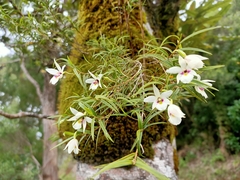 Dendrobium cunninghamii