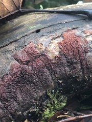 Chondracanthus exasperatus